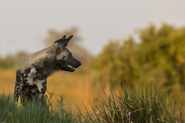 PHILIPPO Patrick - Wild dog